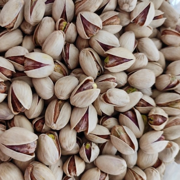 پسته کله قوچی رفسنجان + گزینه ای ممتاز برای تجارت خشکبار + قیمت و خرید عمده